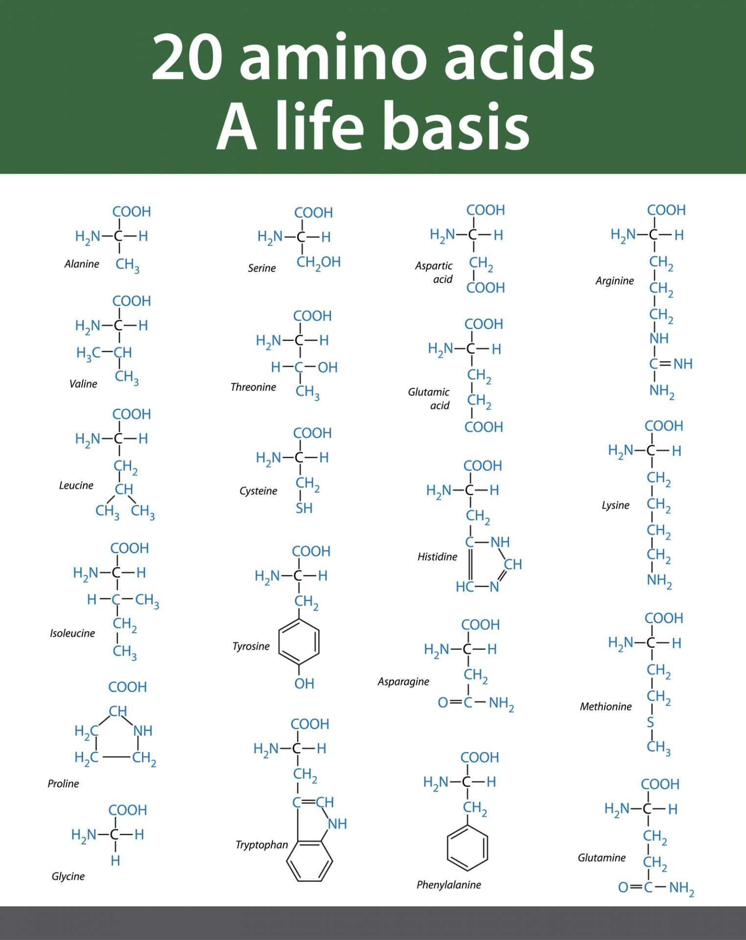 Amino Acids IV Therapy Optimizing Health With Essential Nutrients