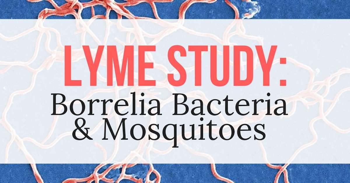 Mosquito carriers of borrelia bacteria
