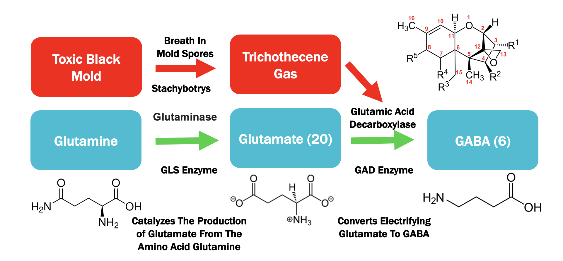 Gad enzyme deficiency results in excess glutamate uptake