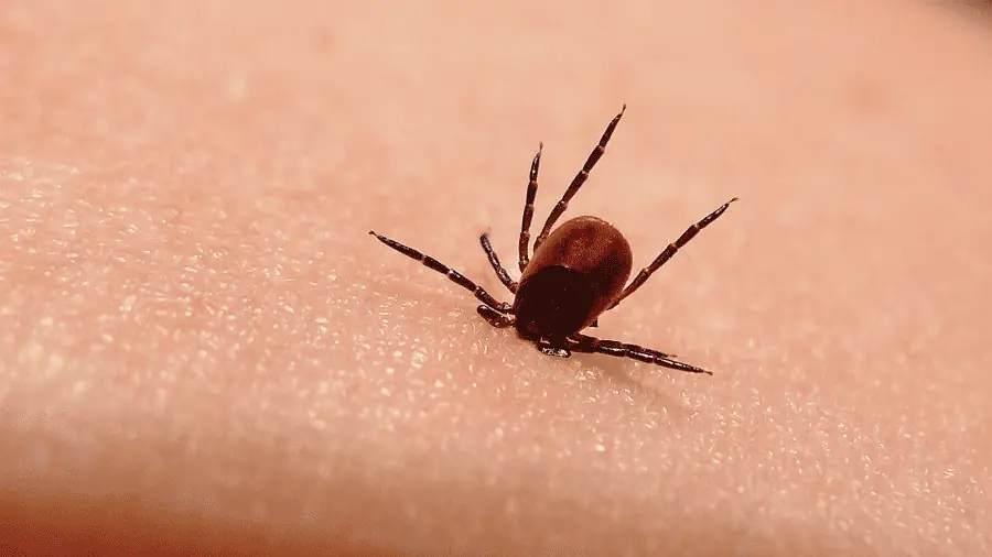 What are the symptoms of lyme disease?