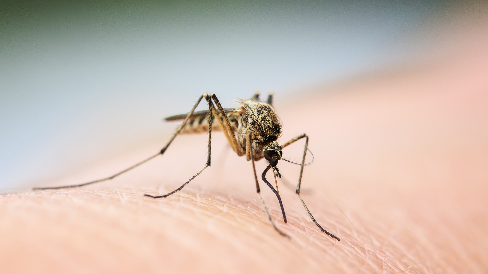 German universities' mosquito study: pioneering findings