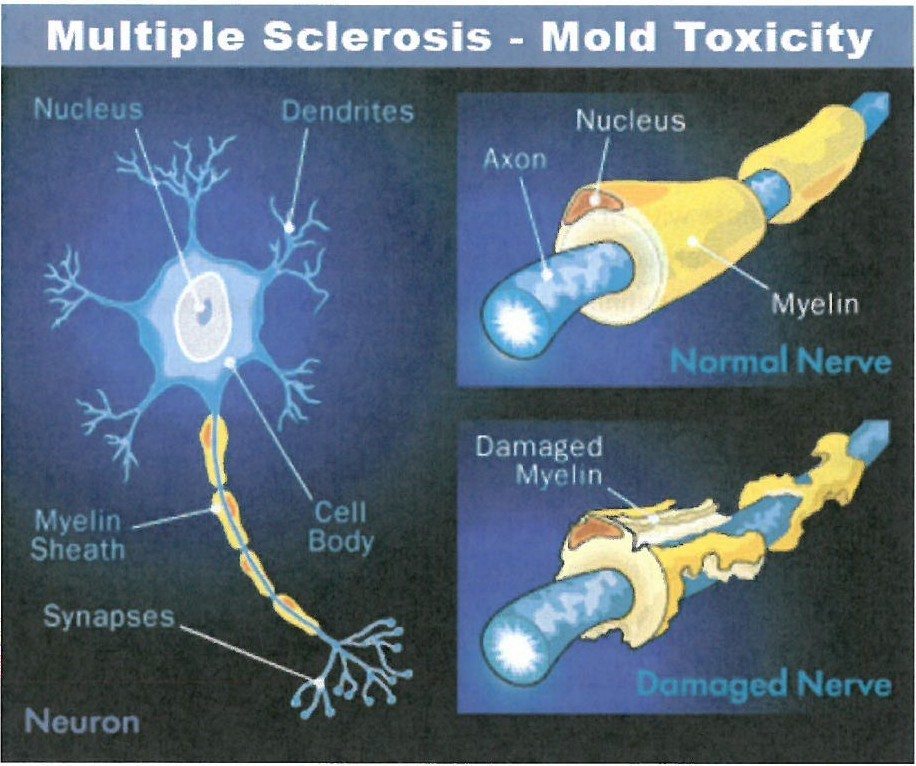 Myelin-Sheath