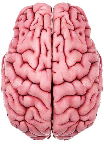 Neurological symptoms of mold eposure