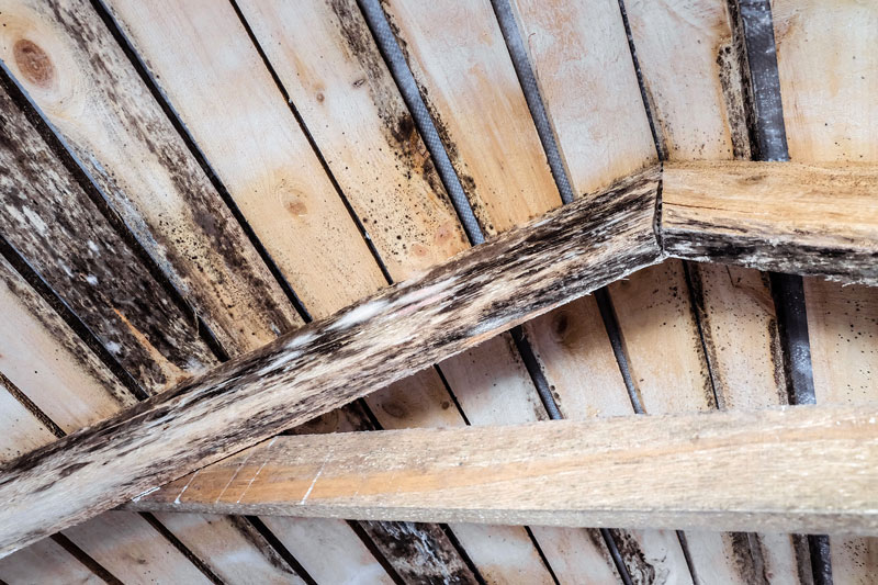 Identify black mold on wood before exposure